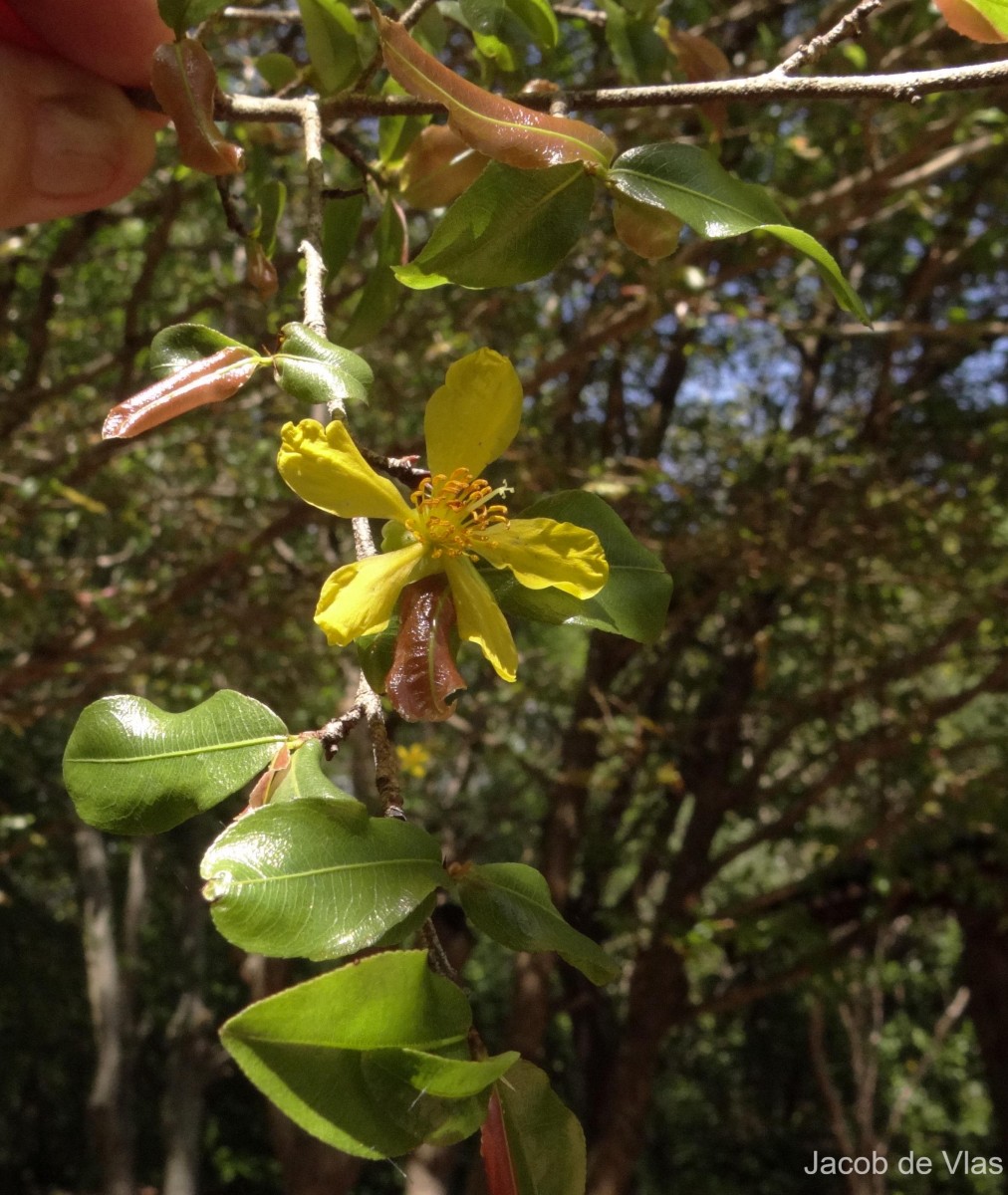 Ochna lanceolata Spreng.